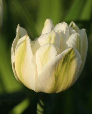 tulipa_mount_tacoma_3137.jpg