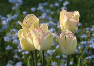 tulipa_shirley_3133.jpg
