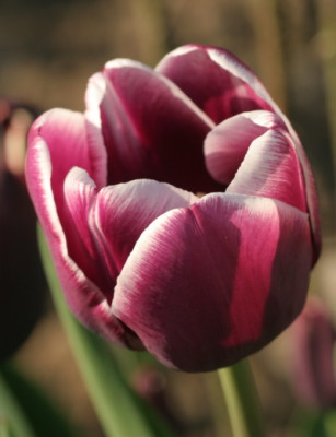 tulipa_arabian_mystery_3128.jpg