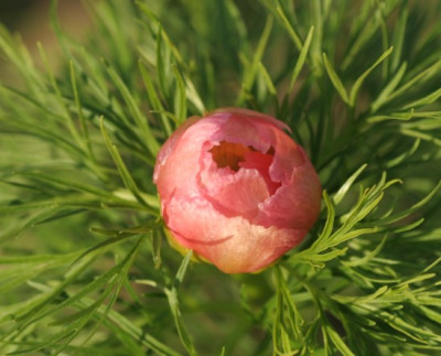 paeonia_tenuifolia_rosea_3127.jpg