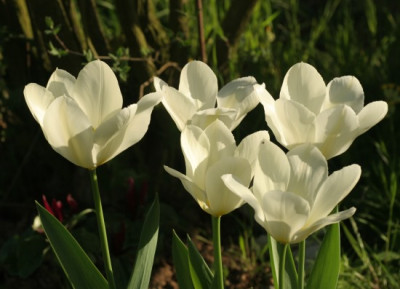 tulipa_fosteriana_purissima_3138.jpg