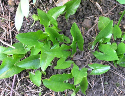 Arisarum_2006.jpg