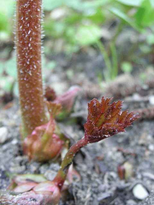 Darmera_Blattaustrieb_0019.jpg