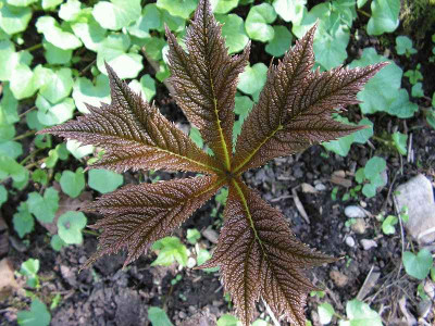 Rodgersia_podophylla_0006.jpg