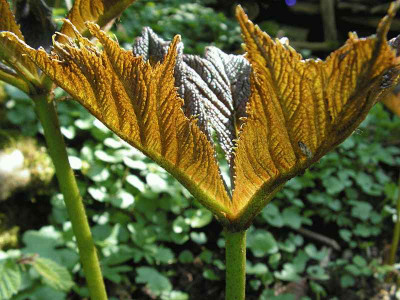 Rodgersia_podophylla_0029.jpg