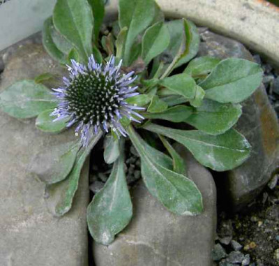 28.4.06._Globularia_valentina_030.JPG