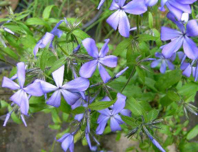 2.5.06._Phlox_divaricata_Borboletta___013.JPG