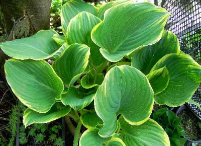 2.5.06._Hosta_Sage__021.JPG