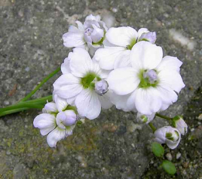 25.4.06._Cardamine_pratensis_Edith_015.JPG