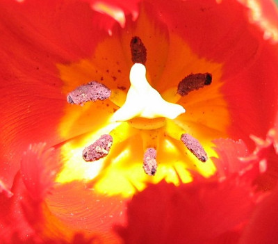 Tulpe_innen2.05.06_003.jpg