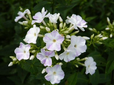 2015-07-11 Phlox 'Schneeferner'.jpg