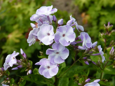 2015-07-11 Phlox 'Katherine'.jpg