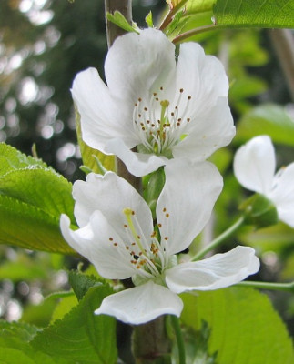 Kirschbluten2.05.06_033.jpg