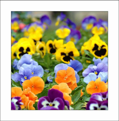 Viola_Wittrockia_1_01-05-2006.jpg