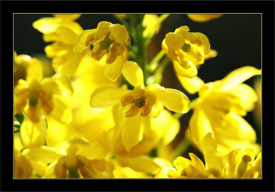 Mahonia_1_01-05-2006.jpg