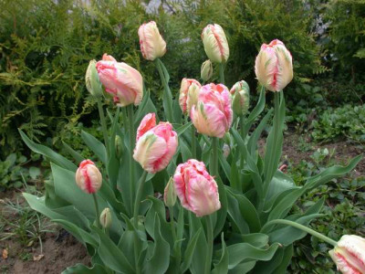 Papagei-Tulpe_Apricot_Parrot_S3_252031_1.JPG