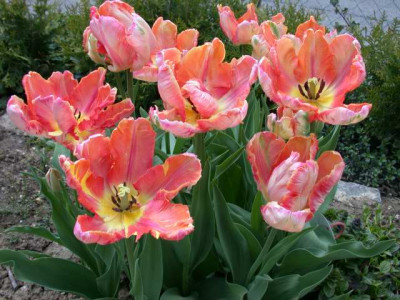Papagei-Tulpe_Apricot_Parrot_S3_254771_1.JPG