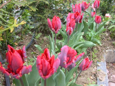 Papagei-Tulpe_Rococo_S5_251001_1.JPG