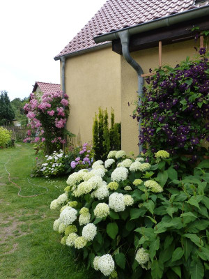 2015-07-11 Garteneinblick 1.jpg