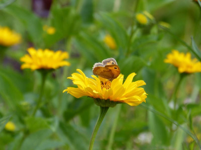 2015-07-11 Gartenimpressionen 1.jpg