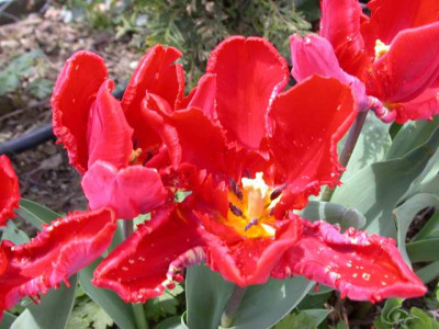Papagei-Tulpe_Rococo_S5_254711_1.JPG