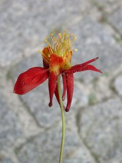 ines-akelei-formosa_var_truncata.20040525.0.jpg