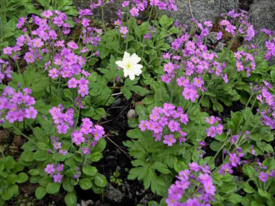 Primula_modesta_Flore_Plena__2006-05-02.JPG