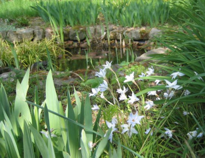 Ipheion_uniflorum_200600501_01.jpg