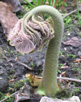 Atilboides_tabularis_1_01251.jpg