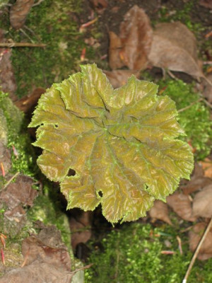 Atilboides_tabularis_2_01161.jpg