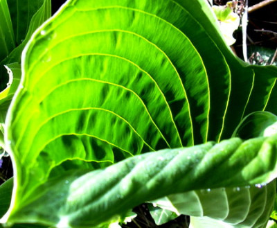fruhling_06_003.jpg