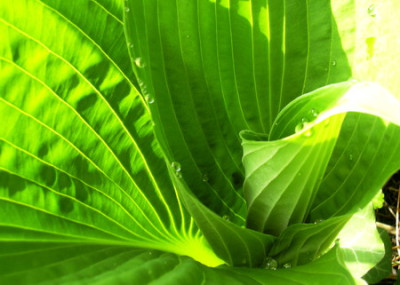 fruhling_06_005.jpg
