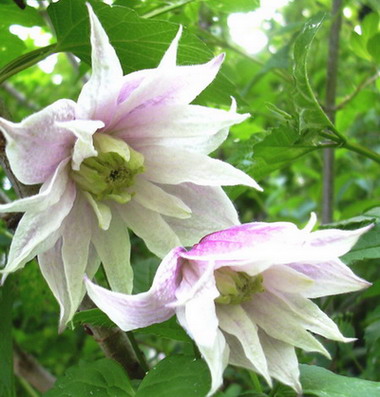 fruhling_06_006.jpg