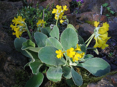 Primula_auricula_ssp_balbisii.jpg