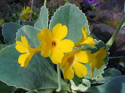 Primula_auricula_ssp_balbisii_2.jpg