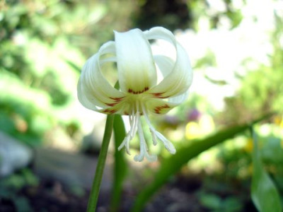 DSC01930a.jpg