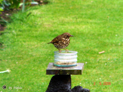 Thrush2_copy.jpg
