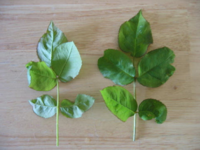 Blatt__Rose.jpg