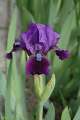 2006H185_Large.JPG