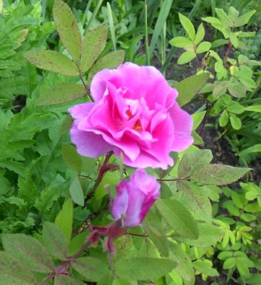 2004052501_rosa_rugotida.jpg