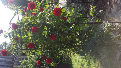 20150711_174218.jpg