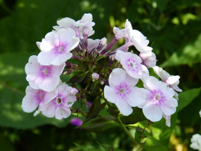 2015-07-11 Phlox 'Monica Lynden-Bell'.jpg