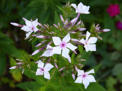 2015-07-11 Phlox 'Rosa Casablanca'.jpg