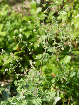 2015-07-11 Thalictrum isopyroides 1.jpg