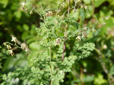 2015-07-11 Thalictrum isopyroides 2.jpg