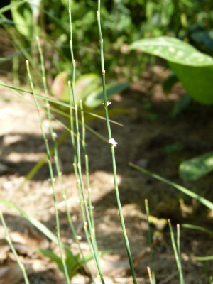2015-07-11 Persiaria scoparium.jpg