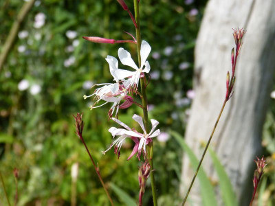 2015-07-11 Gaura.jpg