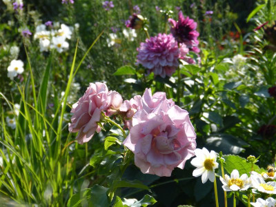 2015-07-11 Gartenimpressionen 4.jpg