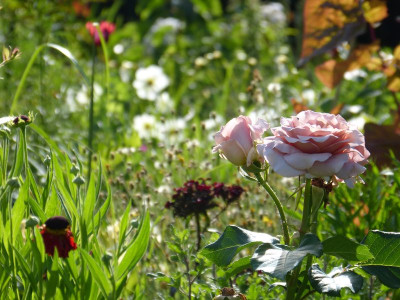 2015-07-11 Gartenimpressionen 3.jpg