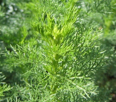 Artemisia_chamaemelifolia_20060530_01.jpg